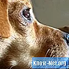 Az izmok megerőltetésének tünetei kutyáknál