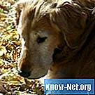 Symptomen van longwormen bij honden