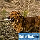Schiff-Sherrington-Syndrom bei Hunden