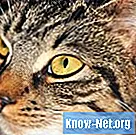 Sindrome vestibolare nei gatti