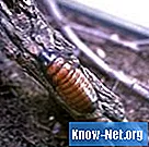 Rodzaje szarych i brązowych karaluchów - Zdrowie