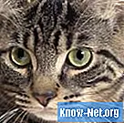 Domače zdravljenje proti driski pri mačkah