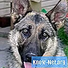 Лечение на Atopica за кучета с перианална фистула - Здраве