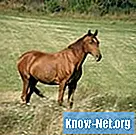 Kolická liečba u koní - Zdravie