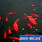 Žuvų tvenkinių apdorojimas vario sulfatu
