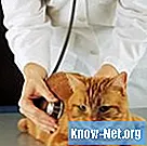 Tratamentul prolapsului anal al pisicilor