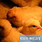 닭의 세균성 백 설사 치료