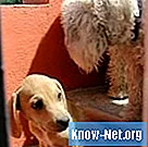 Behandlung von Ellbogenwunden bei Hunden