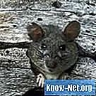 Behandeling voor luizen bij ratten