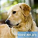 Tratamiento para la tos de las perreras con antibióticos