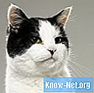 Domowe zabiegi na rany u kotów - Zdrowie