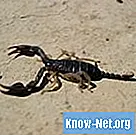 Domaći tretmani za ubode škorpiona