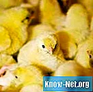 Uso della terramicina nel pollame