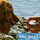 Utilisation de la mirtazapine chez le chien comme stimulant de l'appétit - Santé