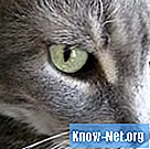 Uporaba interferona za zdravljenje IVF pri mačkah