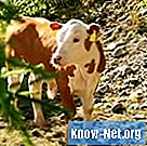 Vacciner, der anbefales til nyfødte kalve