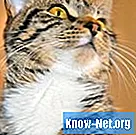 Príznaky vystavenia amoniaku obsiahnutému v moči mačiek