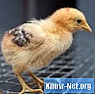 Vermifuge naturel pour poulets