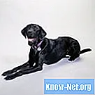 Laatste tekenen van zwangerschap van een Labrador of Rottweiler