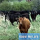 Як змусити корову набирати вагу