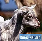 Traitements naturels de la gale démodécique chez les chèvres