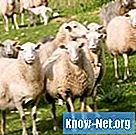 Hoe schapen te beschermen tegen roofdieren
