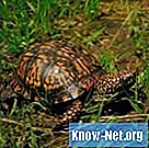 Cómo quitar el musgo del caparazón de una tortuga