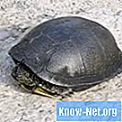 Γιατί οι χελώνες σημαίνουν πνευματικότητα; - Ζωη