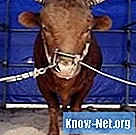Care este scopul simbolic al cercelului pe nasul unui bou?