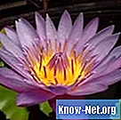 Kaj pomeni vijolični cvet lotosa?
