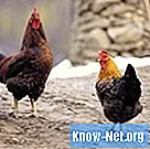 Hvilke typer korn kan kyllinger spise?